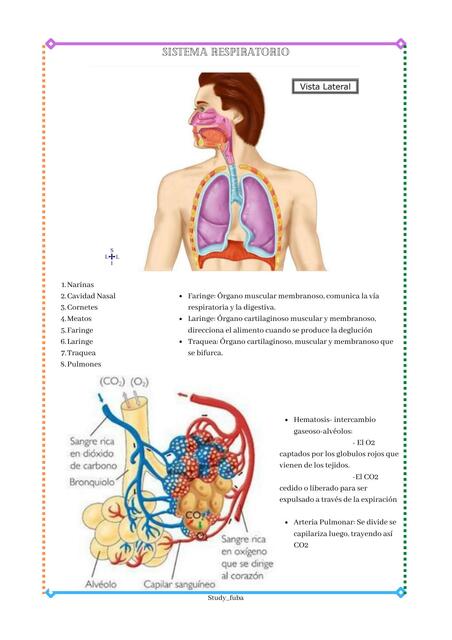 Sistema Respiratorio