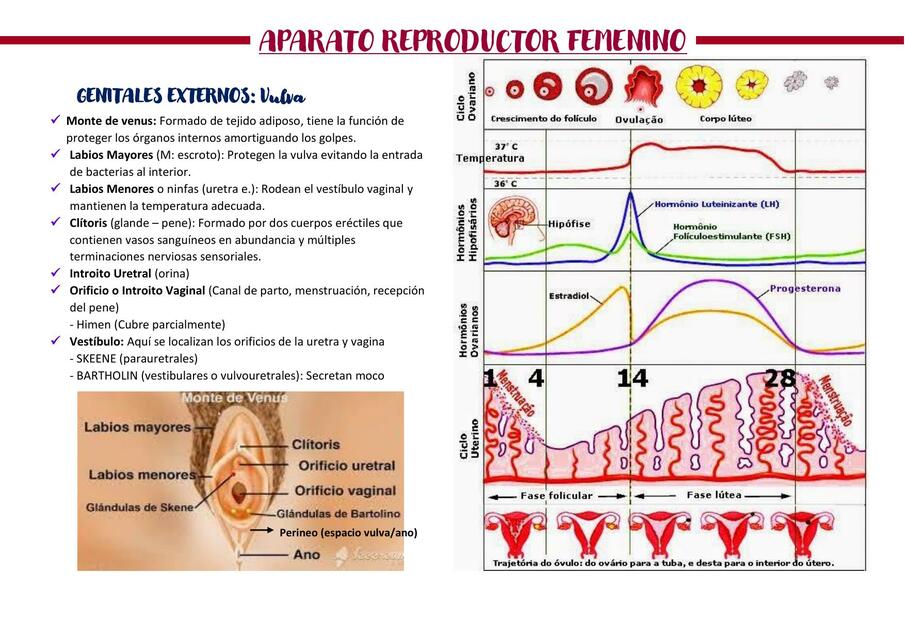 Aparato Reproductor Femenino