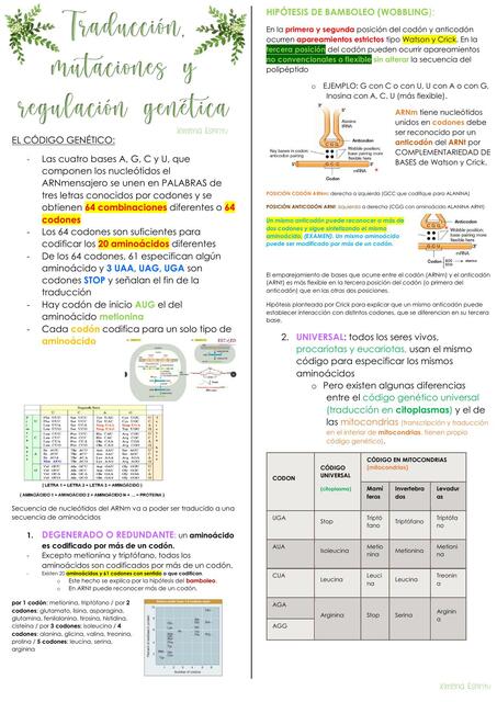 Traducción, mutaciones y regulación genética