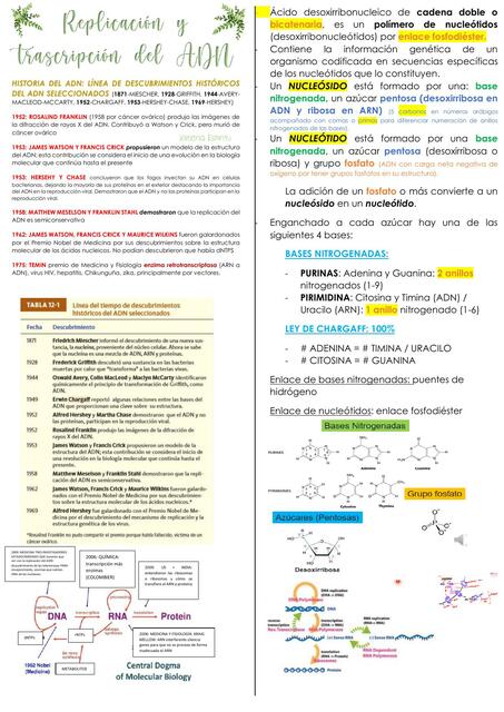 Replicación y transcripción de ADN