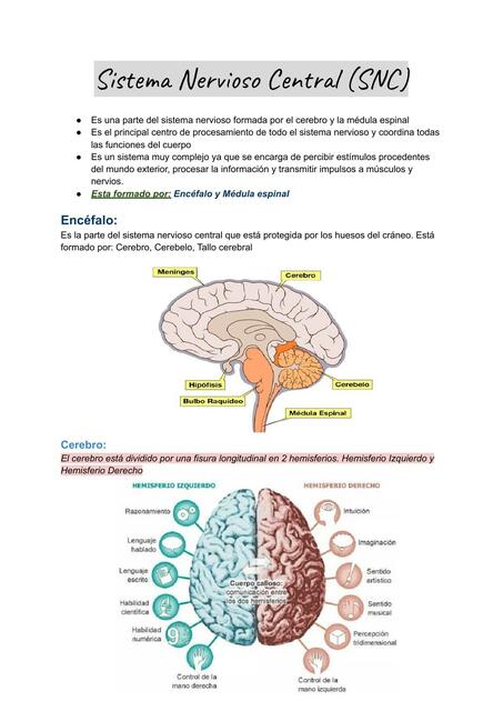 Sistema Nervioso Central (SNC) 