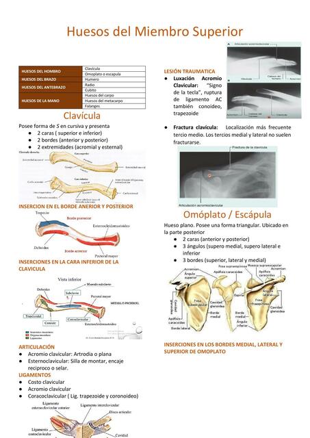 Huesos del Miembro Superior 