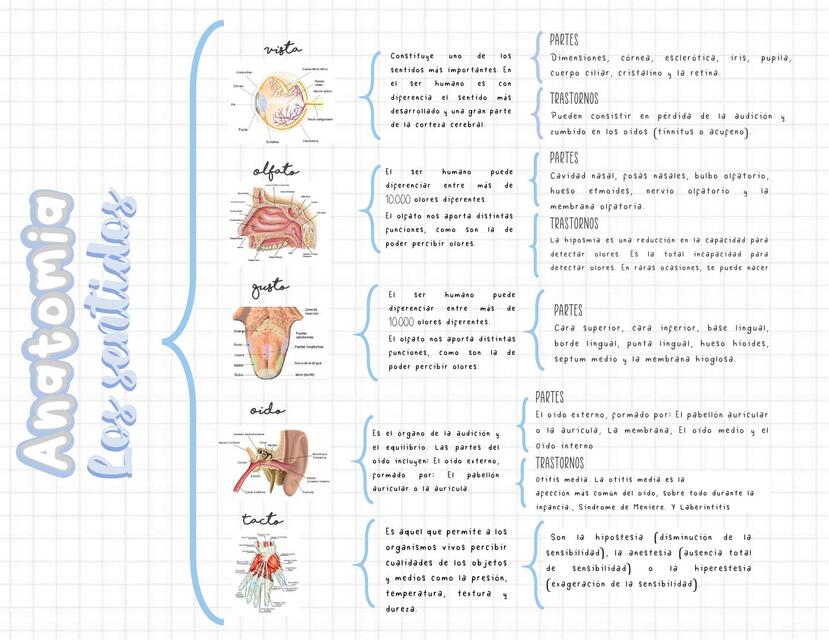 Anatomía De Los Sentidos Melaninapuntes Udocz