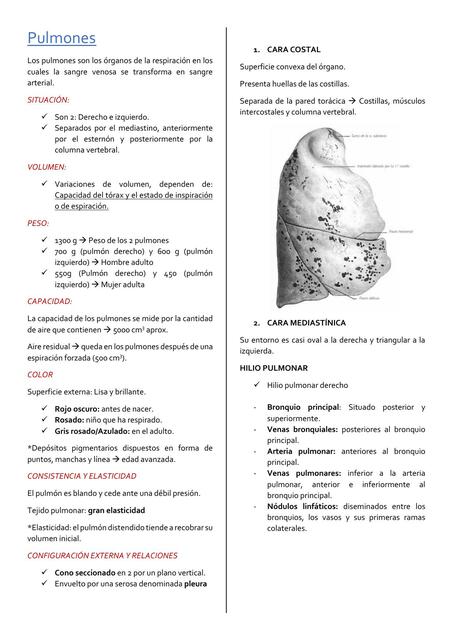 Pulmones 