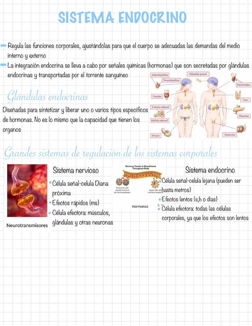 Sistema Endocrino 