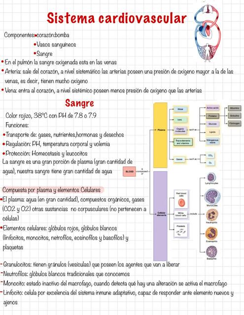 Sistema Cardiovascular 