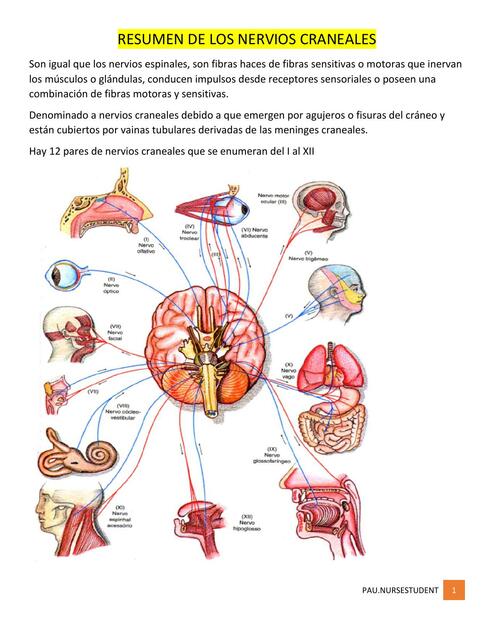 Nervios Craneales 