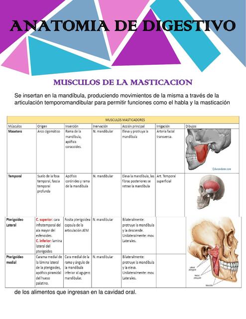 Anatomía de Digestivo 