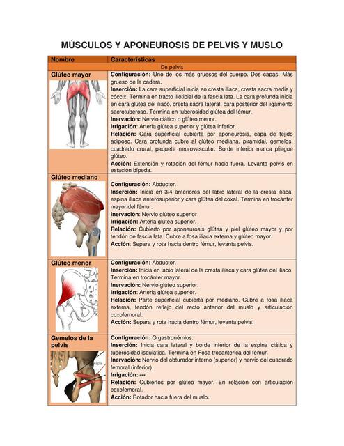 Músculos y Aponeurosis de Pelvis y Muslo 