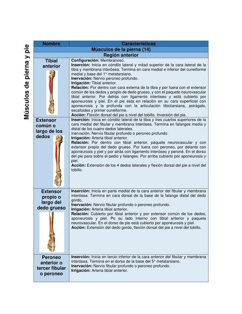 Músculos de Pierna y Pie