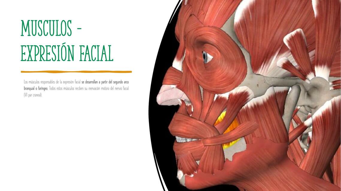 Músculos de la Expresión Facial