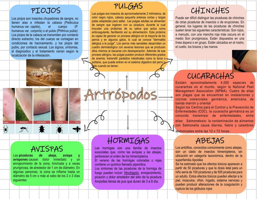 Artrópodos 