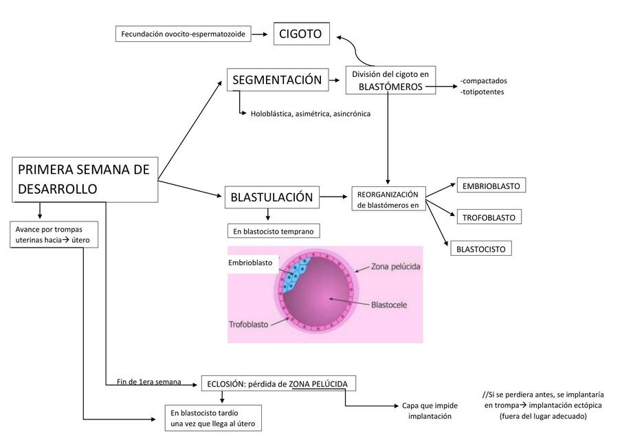 Semana 1, 2 y 3 de Desarrollo