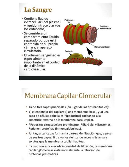 Sistema Urinario 