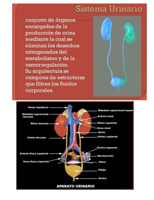 Sistema Urinario 