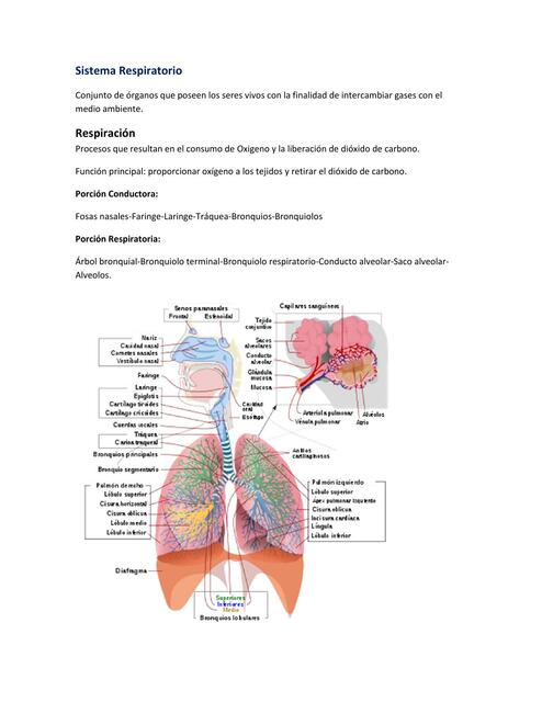 Sistema Respiratorio 