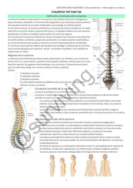 Columna Vertebral