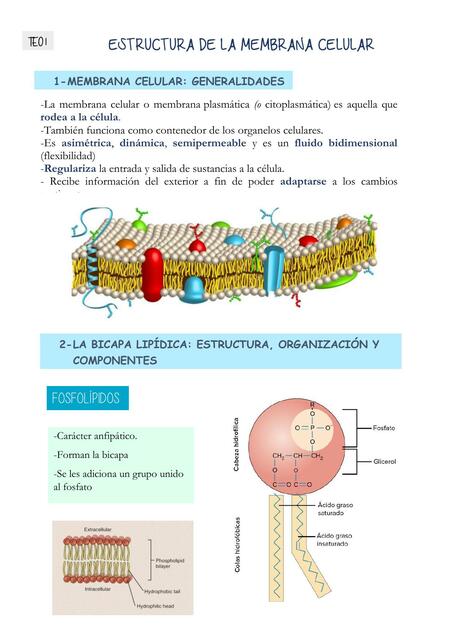 Estructura de la Membrana Celular 