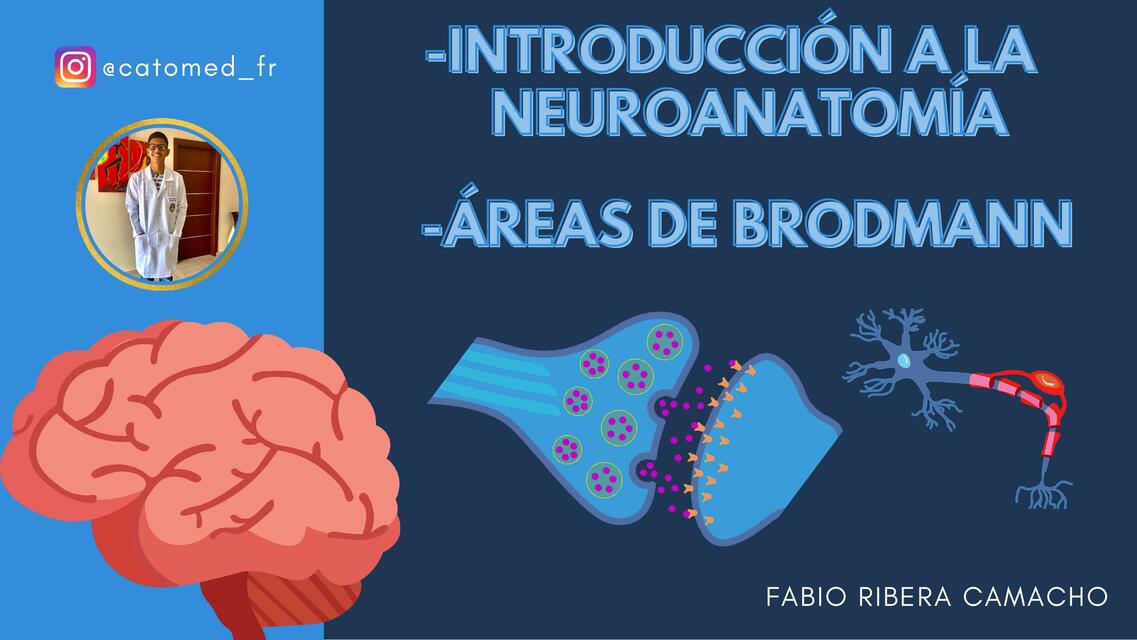 Diapositivas de Introducción a la Neuroanatomía y Áreas de brodmann