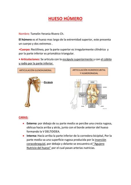 Hueso Húmero