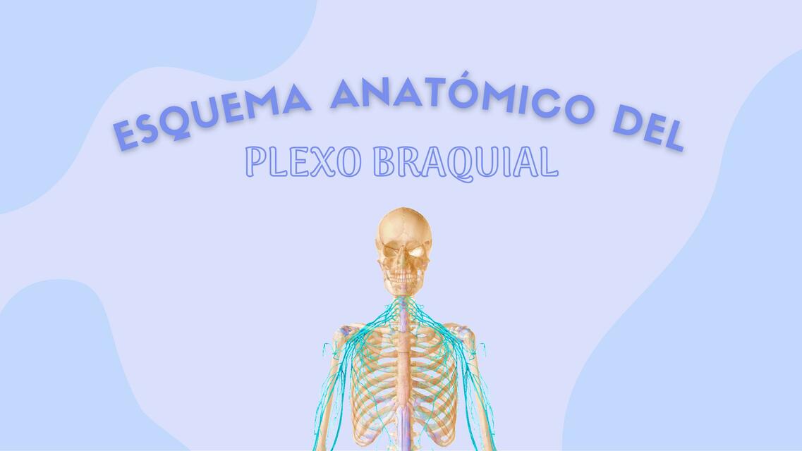 Plexo Braquial 