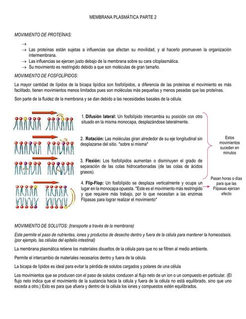 Membrana Plasmática Parte ll