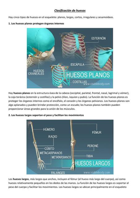 Clasificación de Huesos