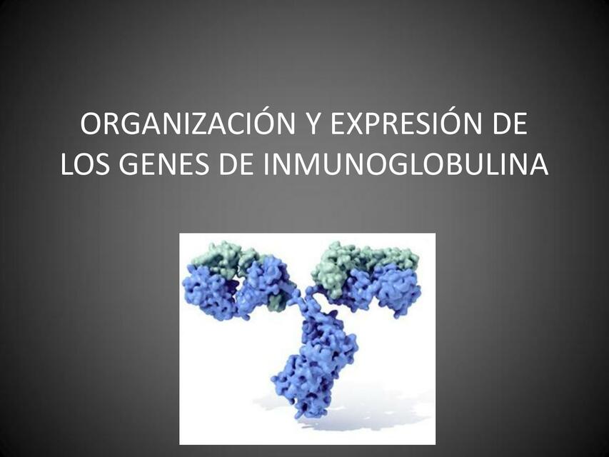 Organización y expresión de los genes de inmunoglobulina 