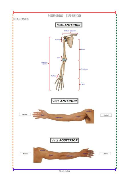 Miembro Superior