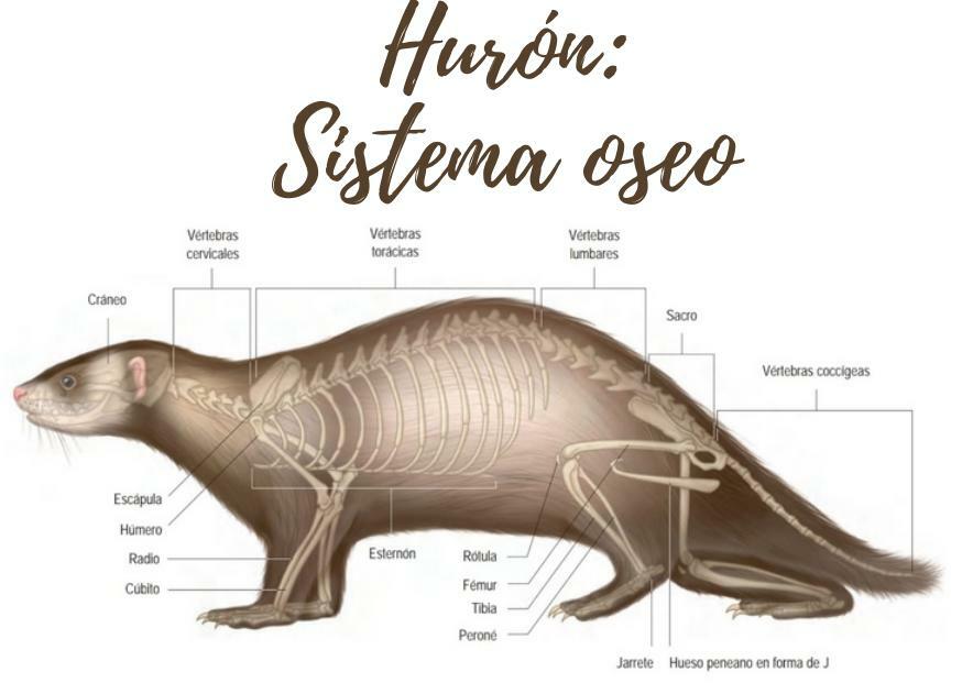 Hurón: Sistema Óseo