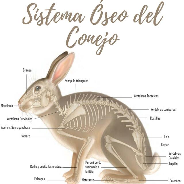 Sistema Óseo del Conejo