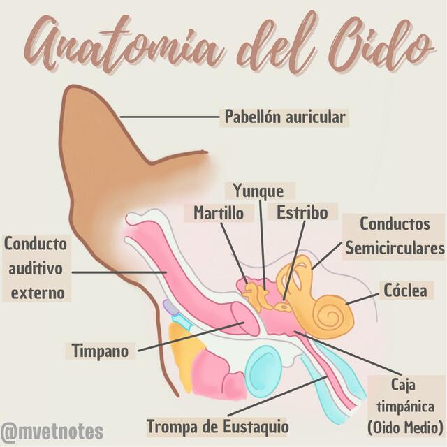 Anatomía del Oído