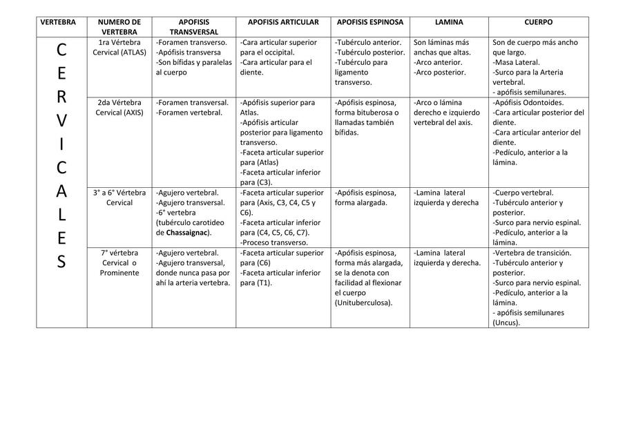 TABLA DESCRIPTIVA DE LOS HUESOS DE LA COLUMNA VERTEBRA