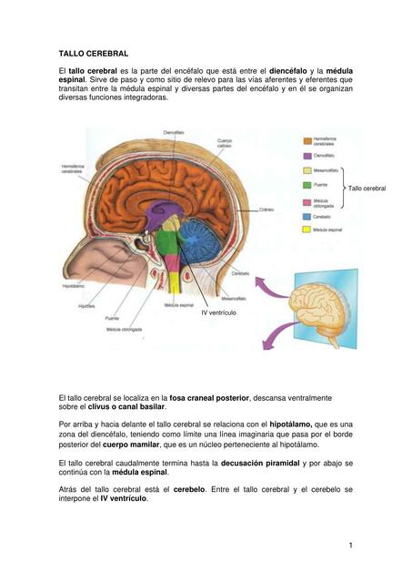 Tallo cerebral