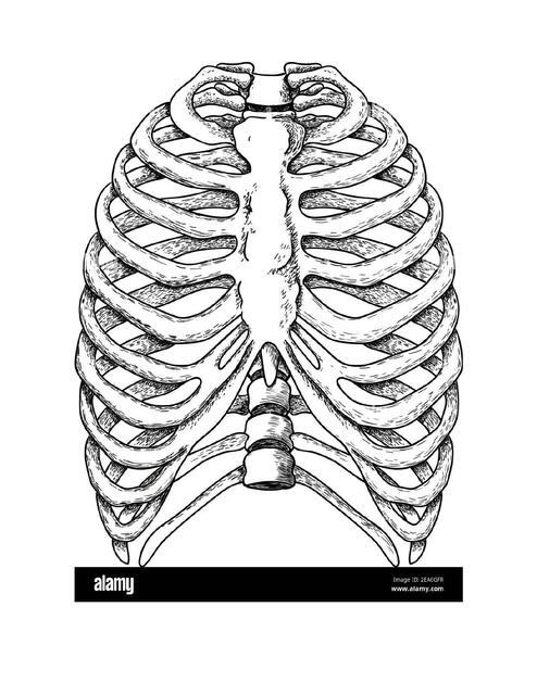 Huesos de la Caja Torácica