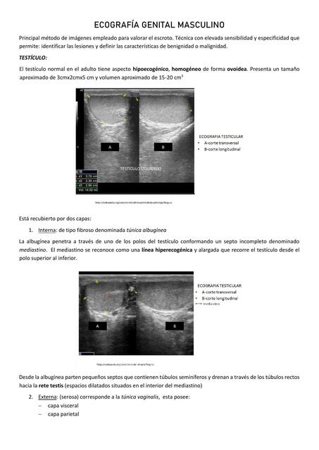 Ecografía Genital Masculino 