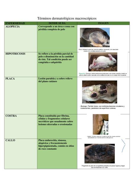 Términos dermatológicos macroscópicos