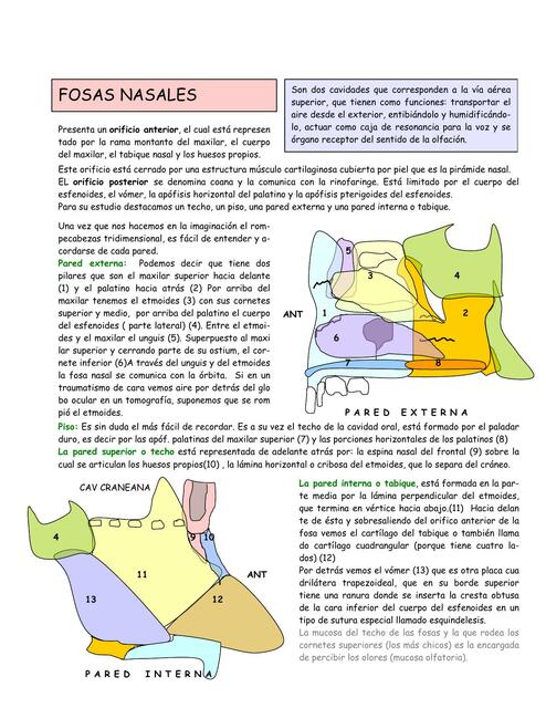 Fosas nasales - Anatomia