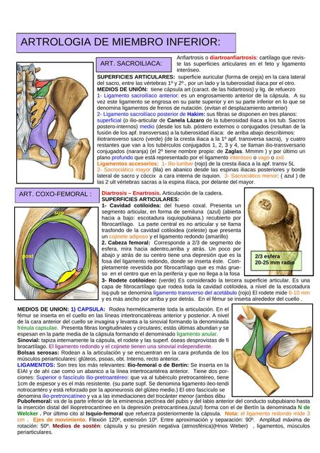 Artrología de miembro inferior