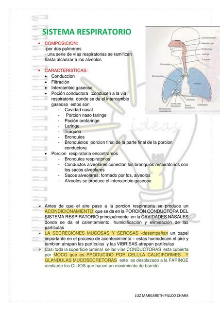 Sistema Respiratorio 