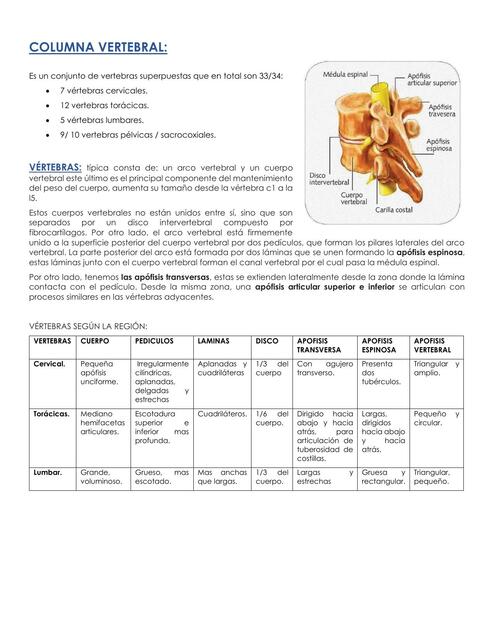 Columna Vertebral