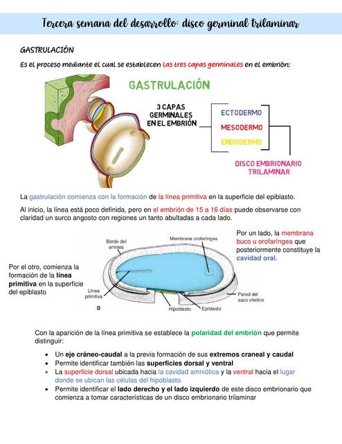 Gastrulación - 3ra semana de desarrollo