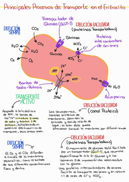 Principales procesos de transporte en el eritrocito