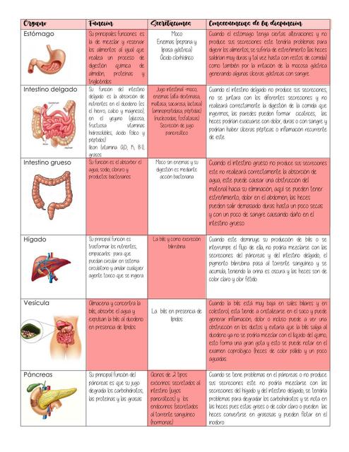 Aparato Gastrointestinal 