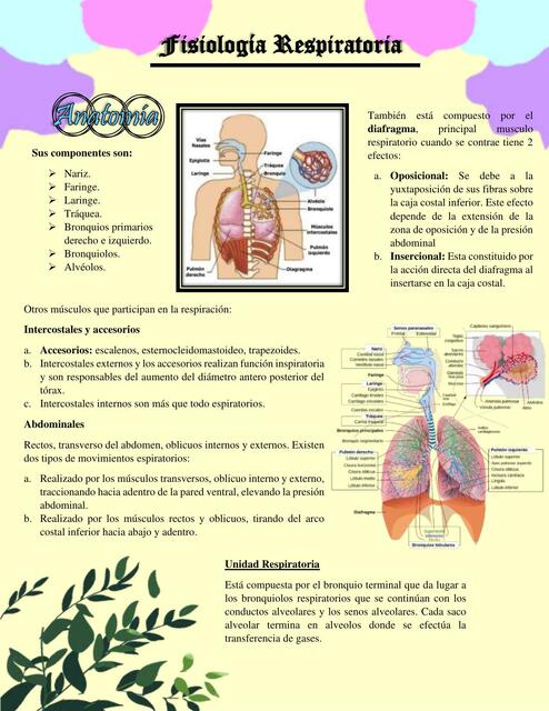 Fisiología respiratoria