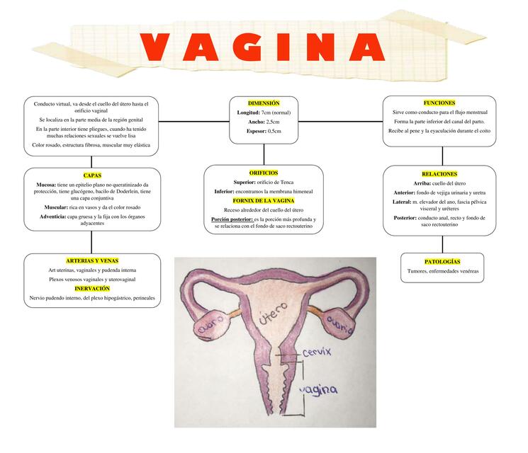 Vagina Mapa Conceptual A Z UDocz Vagina Mapa Conceptual A Z UDocz