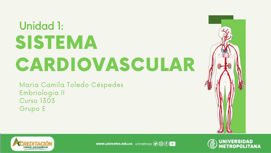 Sistema Cardiovascular 