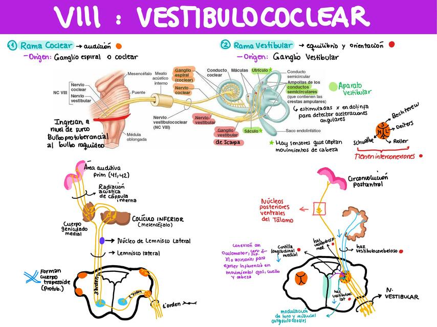 Par craneal: vestibulococlear (VIII)