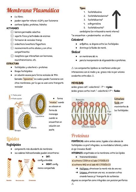 Membrana Plasmática
