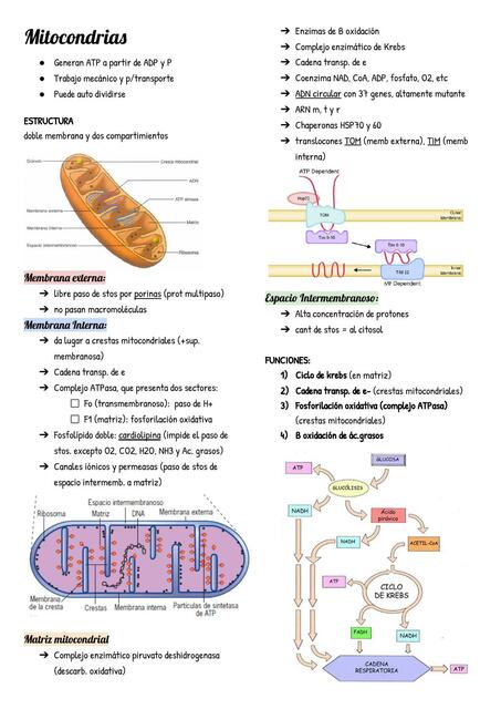 Mitocondrias y Peroxisomas